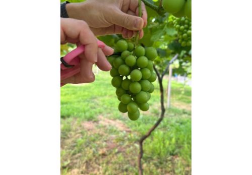 🍇【山梨・佐藤農園のぶどう 成長中！】🍇