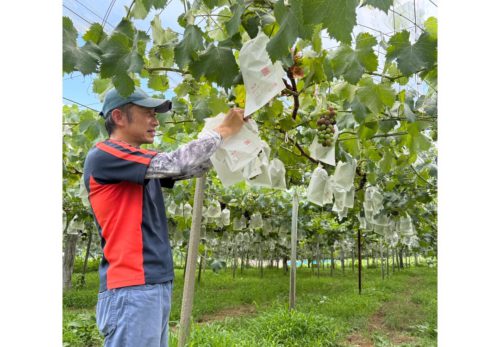 【山梨・佐藤農園のぶどう 色づき始めました！】🍇