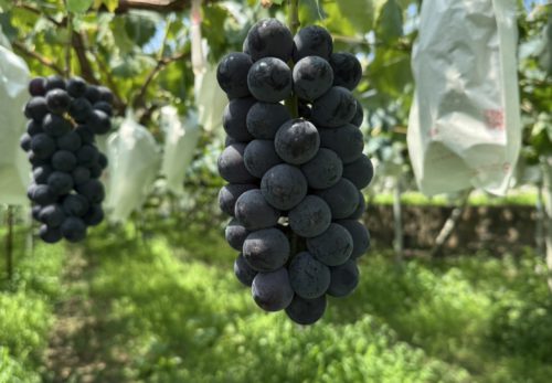 【山梨・佐藤農園のぶどう　紫からまっくろに】🍇