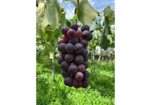 【山梨・佐藤農園のぶどう　紫になりました】🍇
