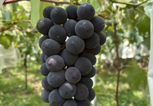 🍇✨ お待たせしました！ ただいま収穫中の「さとうぶどう」が・・・・