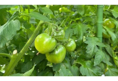 📸 千葉・関根農園より 生育状況のお知らせ